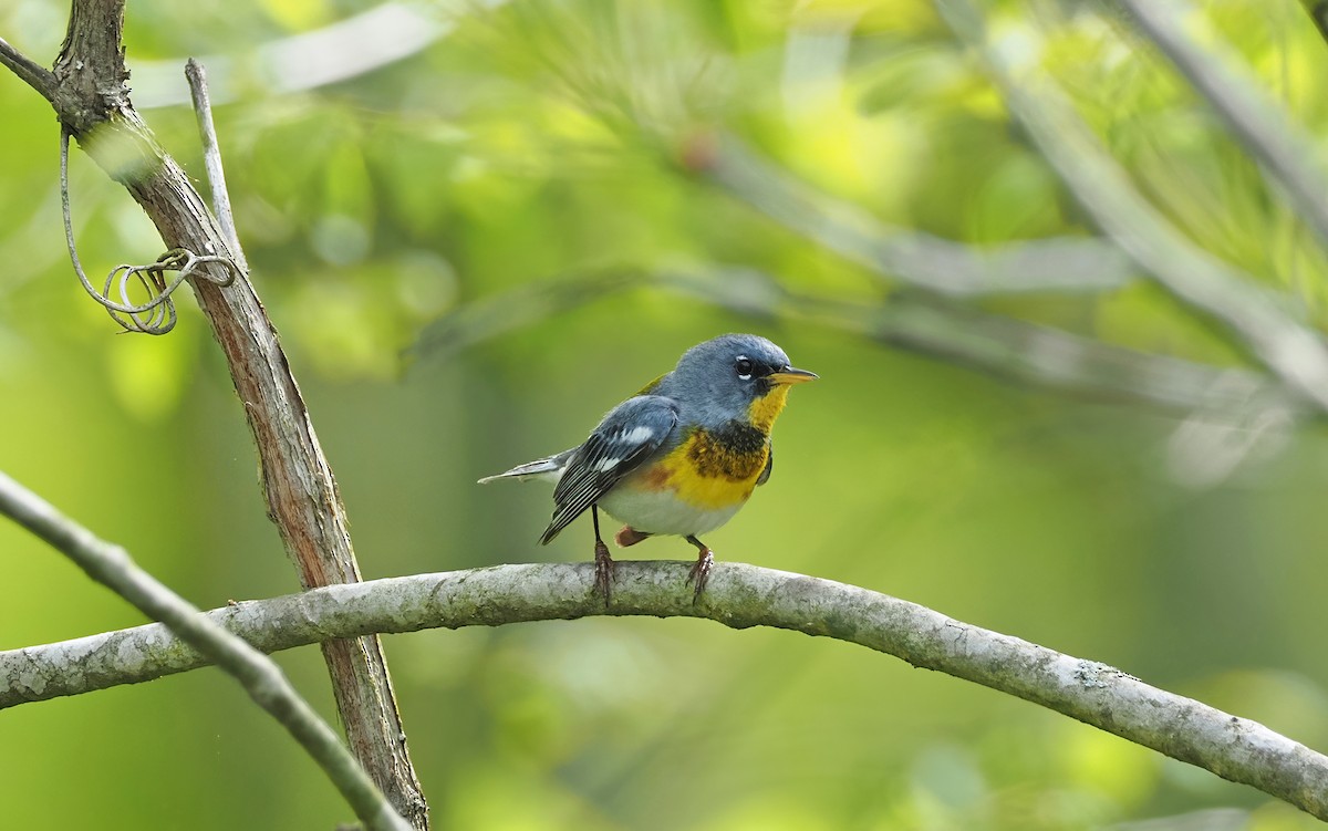 Northern Parula - ML394720491
