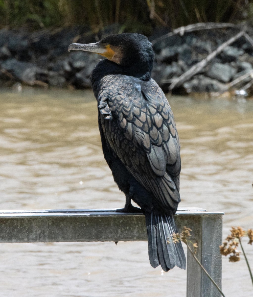 Great Cormorant - ML394722491