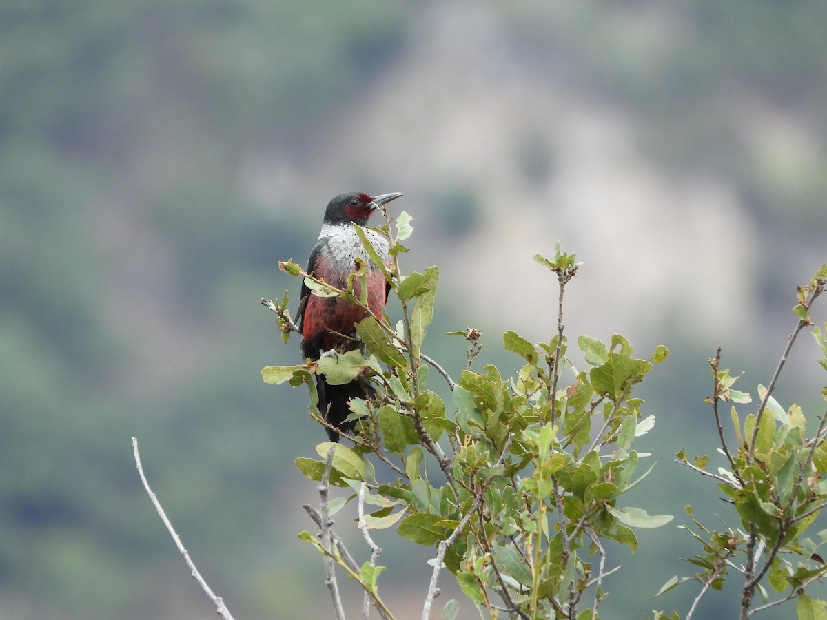 Lewis's Woodpecker - ML394723521