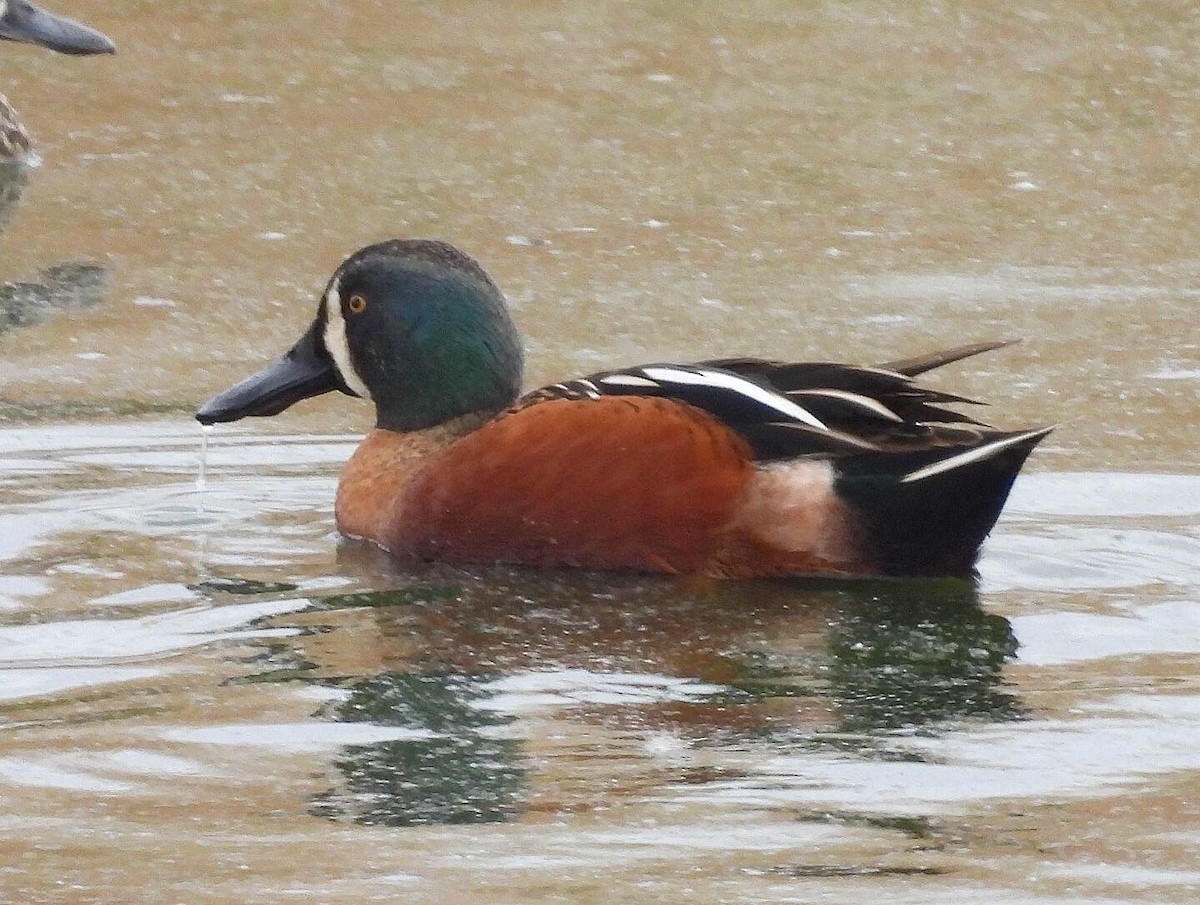 Cinnamon Teal x Northern Shoveler (hybrid) - Nick & Jane