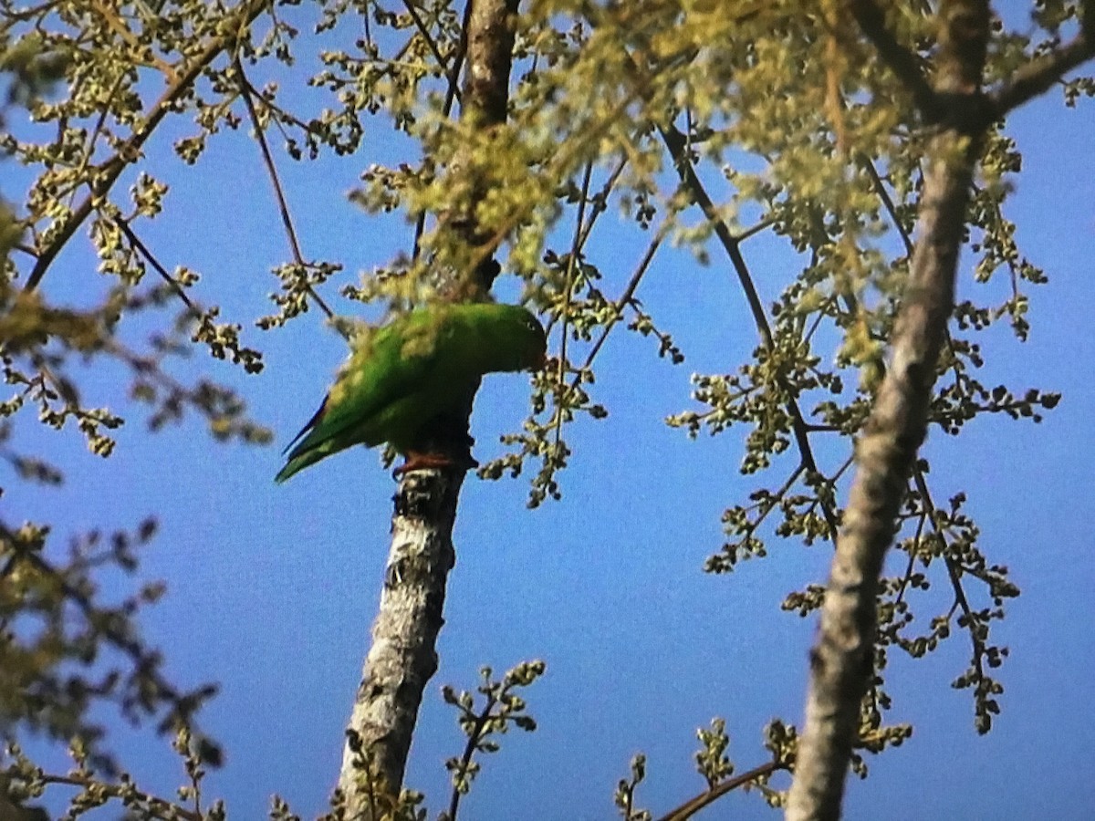 Vernal Hanging-Parrot - ML394725501