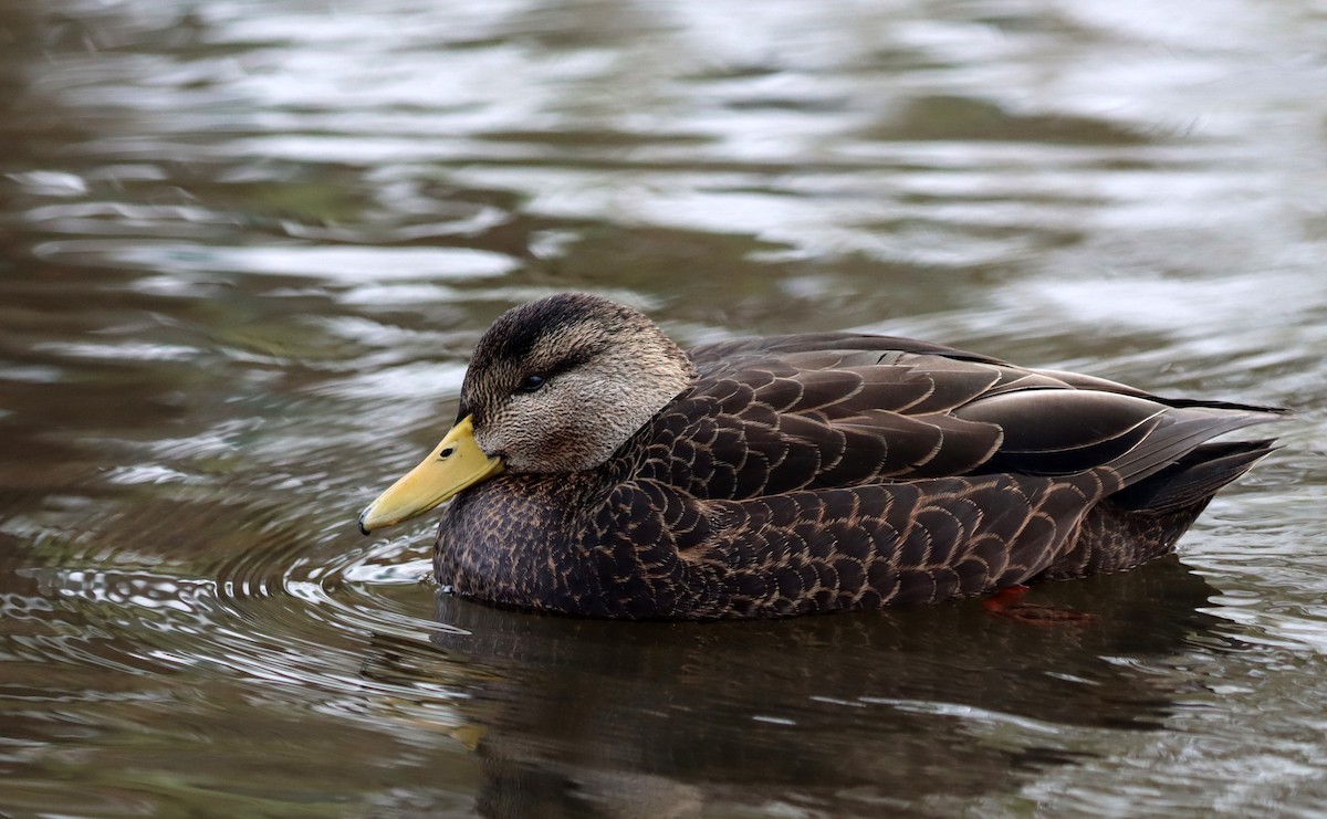 American Black Duck - ML394727061