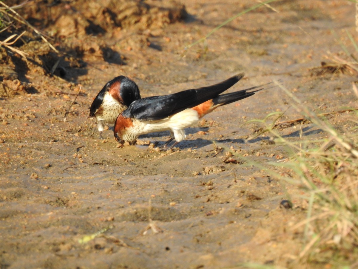 Red-rumped Swallow - ML394731111
