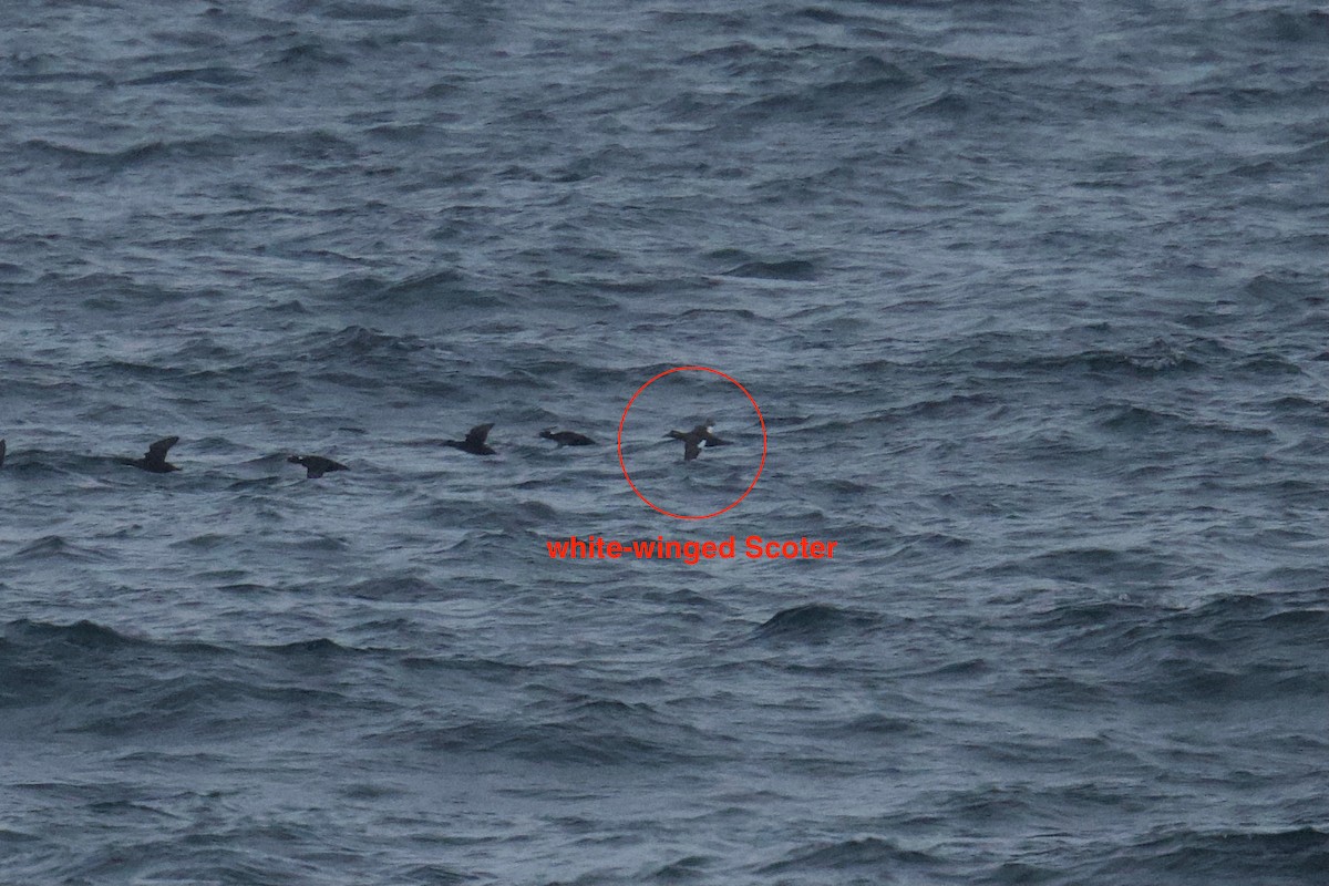 White-winged Scoter - John Dumlao