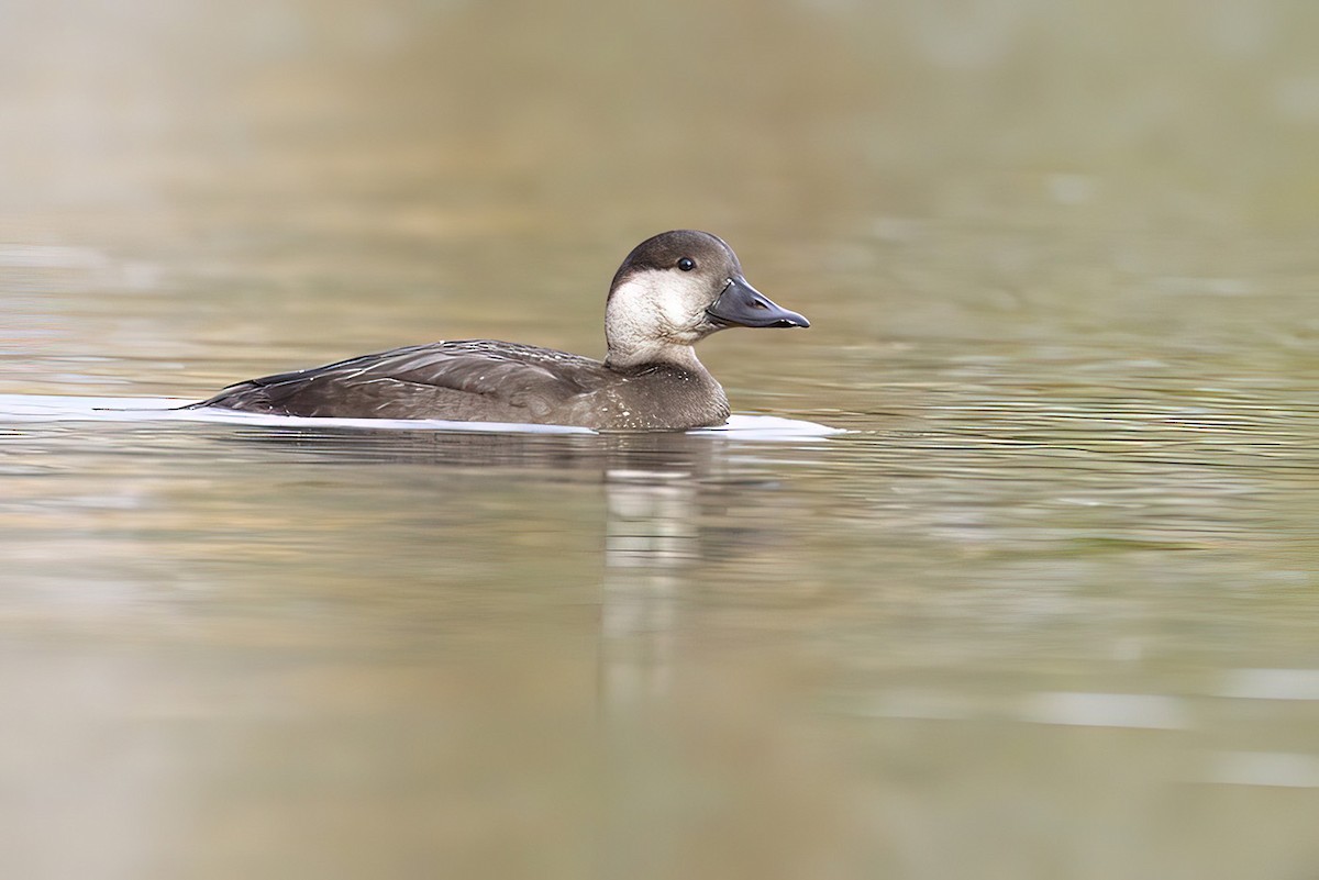 Black Scoter - Gerald Romanchuk