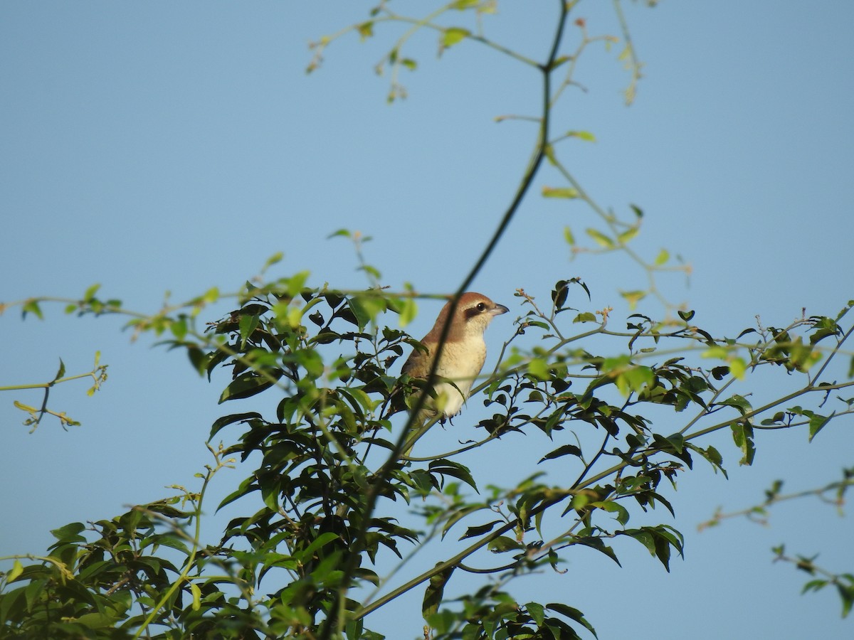 Brown Shrike - ML394734061