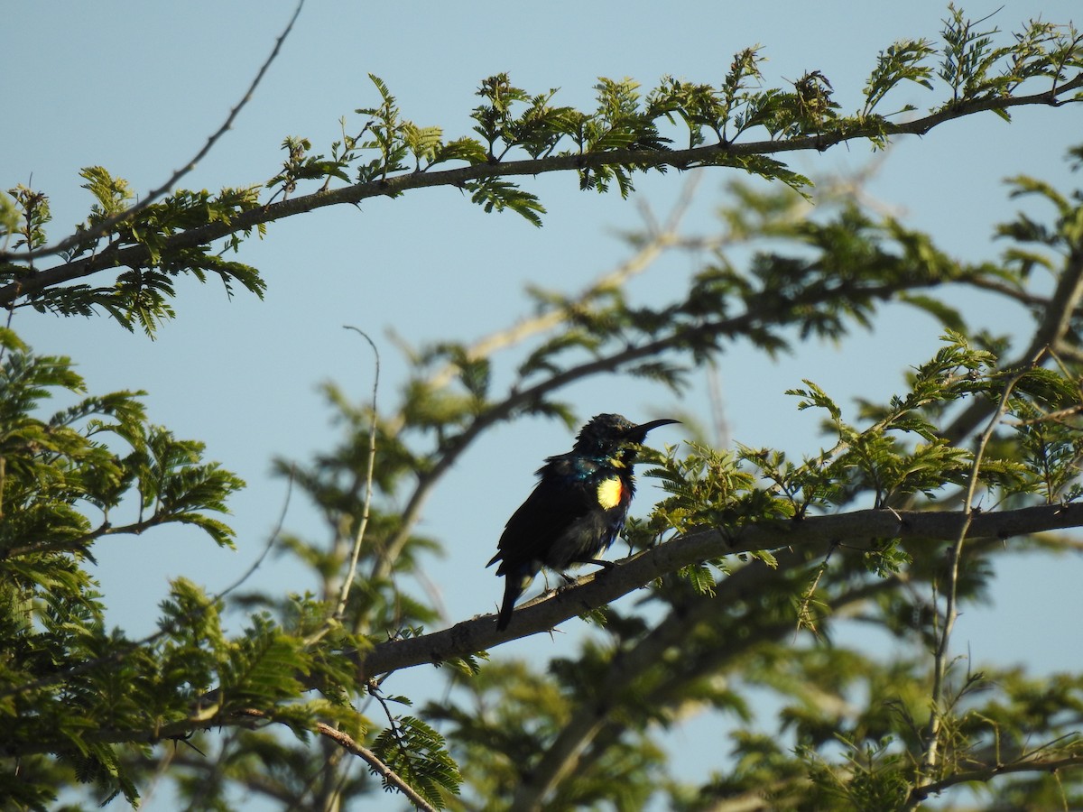 Purple Sunbird - ML394734221