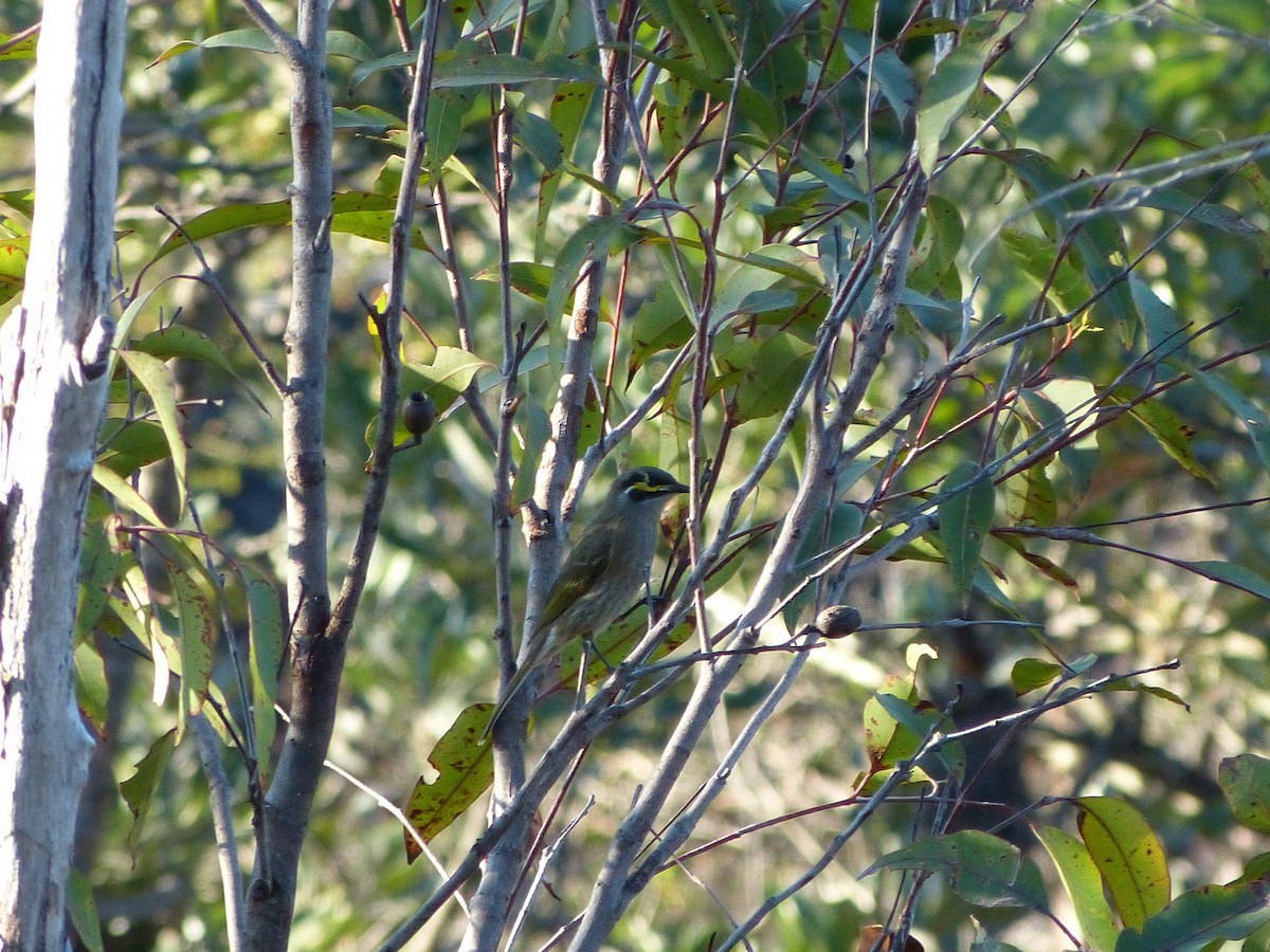 Yellow-faced Honeyeater - ML39473561