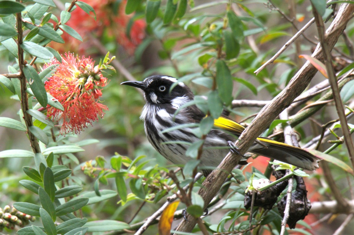 New Holland Honeyeater - ML394735931