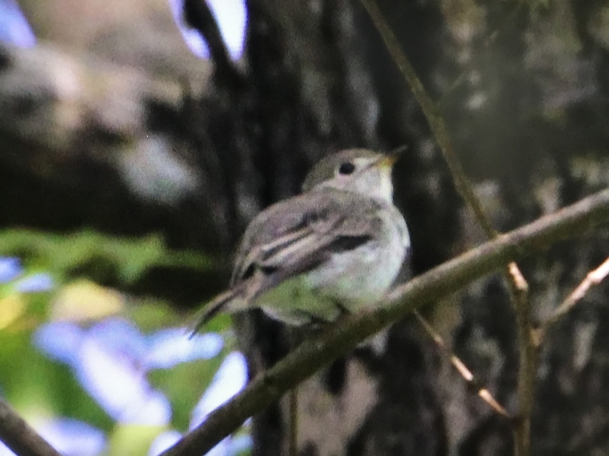 Asian Brown Flycatcher - ML394736401