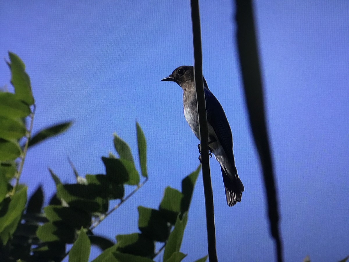 Blue-and-white Flycatcher - ML394736521