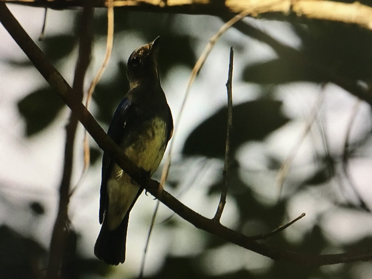 Blue-and-white Flycatcher - ML394736611