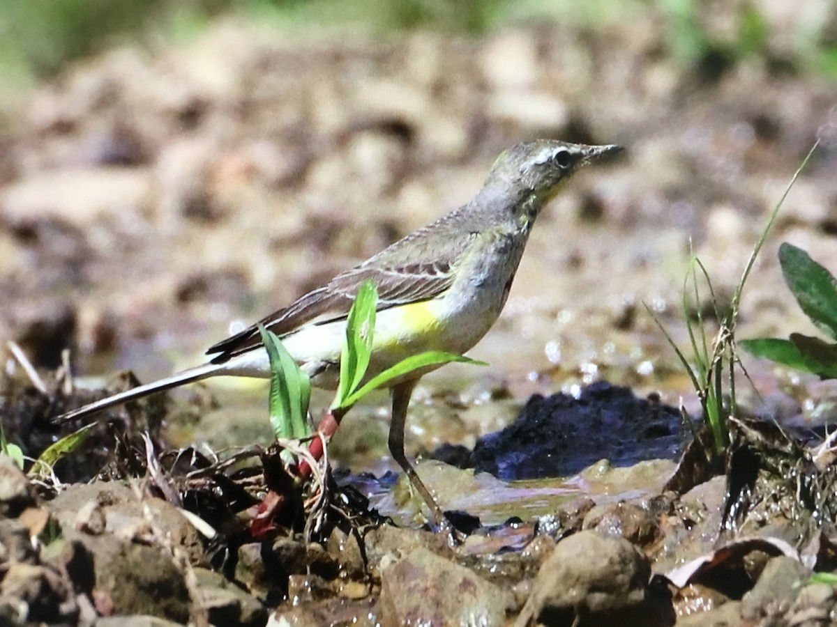 Eastern Yellow Wagtail - ML394736761