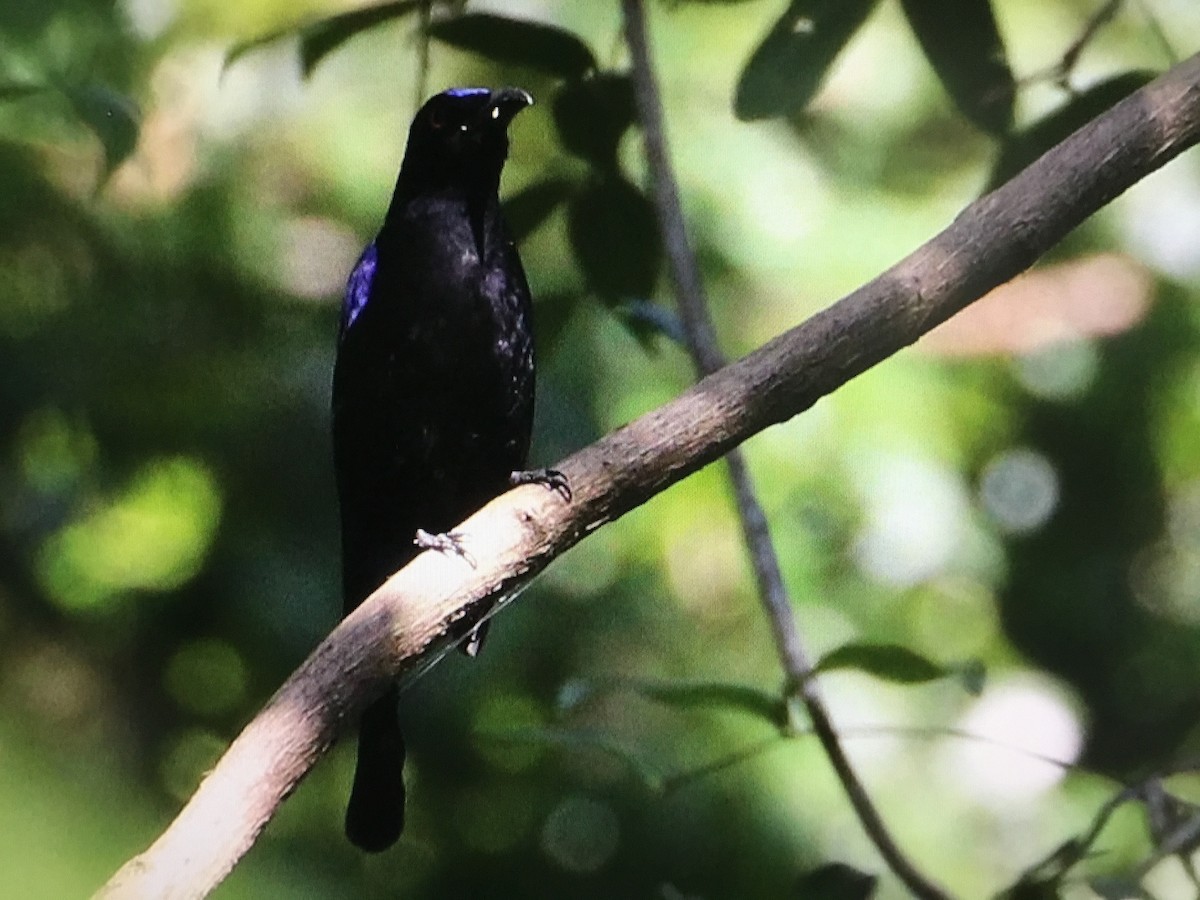 Asian Fairy-bluebird - ML394736881