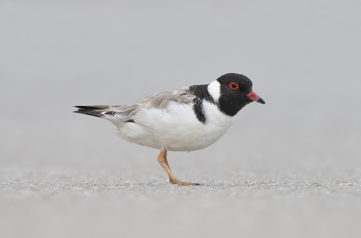 Hooded Plover - David Sinnott