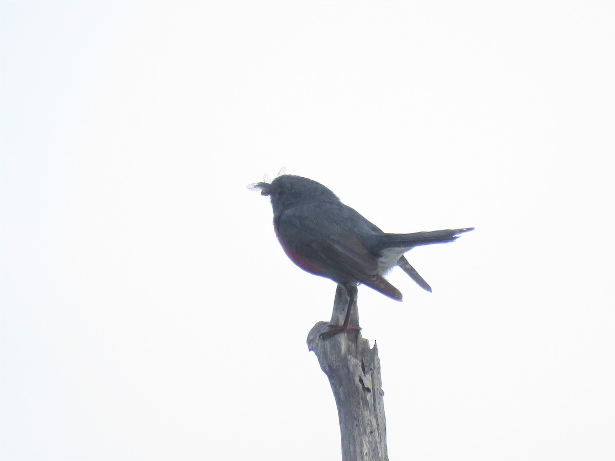 Rose Robin - ML394737271
