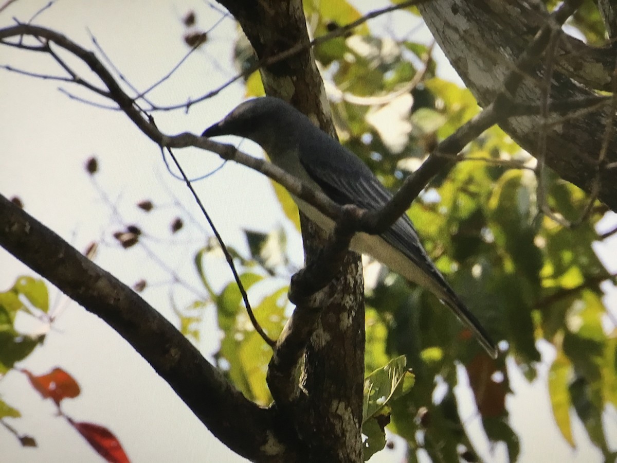 Large Cuckooshrike - ML394737401