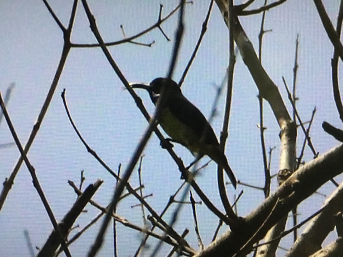 Ornate Sunbird - Snehes Bhoumik