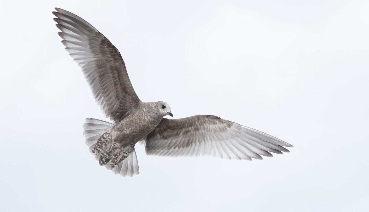 Short-billed Gull - Levi Plummer