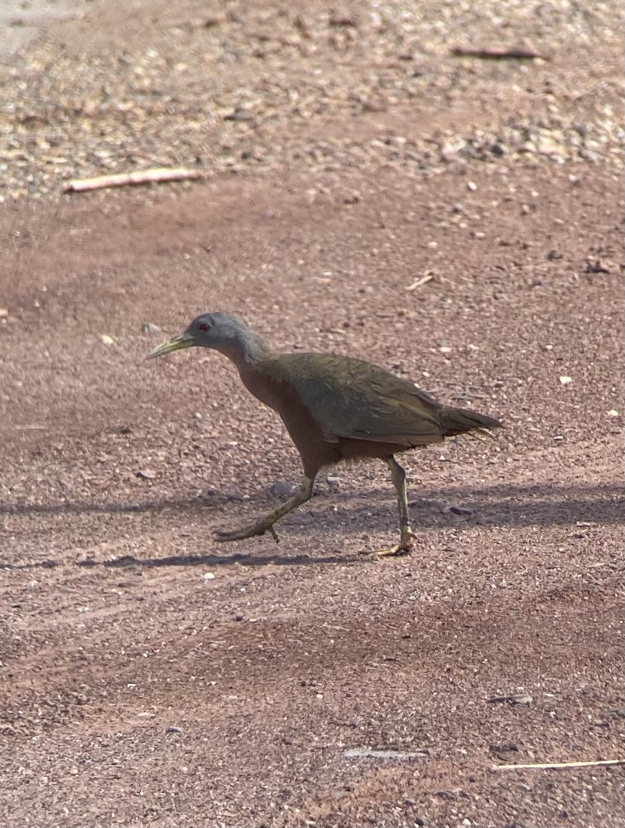 Chestnut Rail - ML394740341