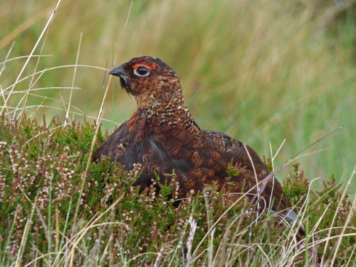 Willow Ptarmigan (Red Grouse) - ML394741171