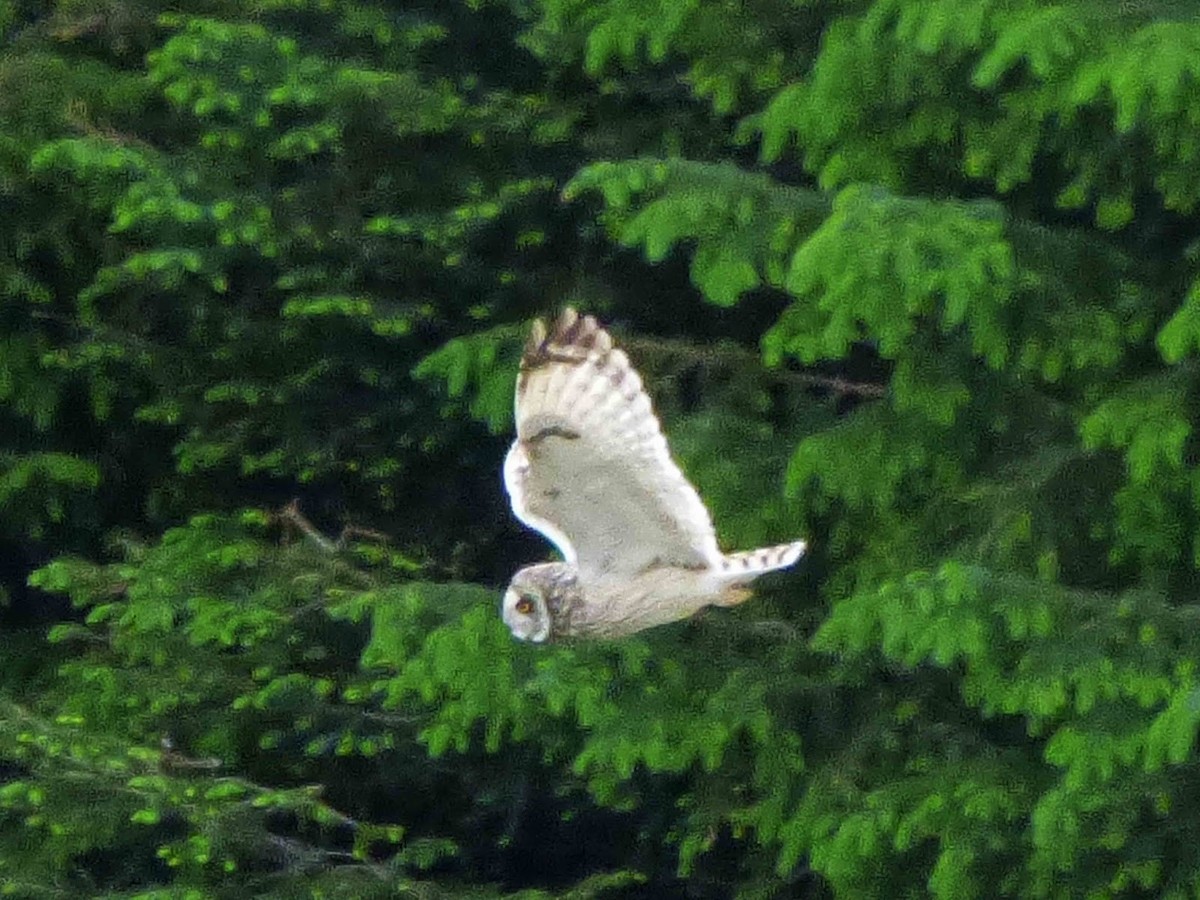 Short-eared Owl - ML394741201