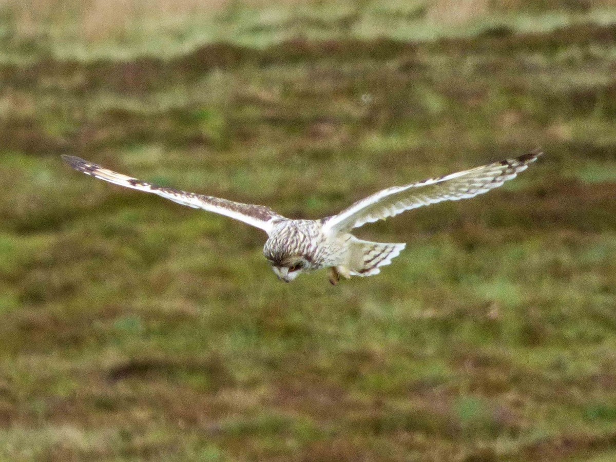 Short-eared Owl - Hugo Sánchez