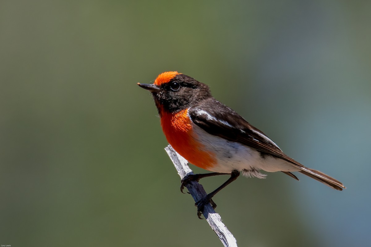 Red-capped Robin - ML394741231