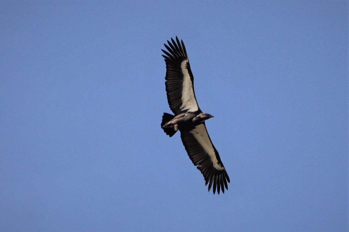 White-rumped Vulture - ML394743201
