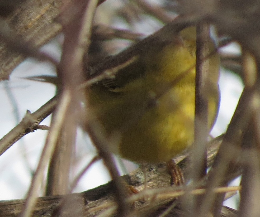 Yellow Warbler - ML39474331