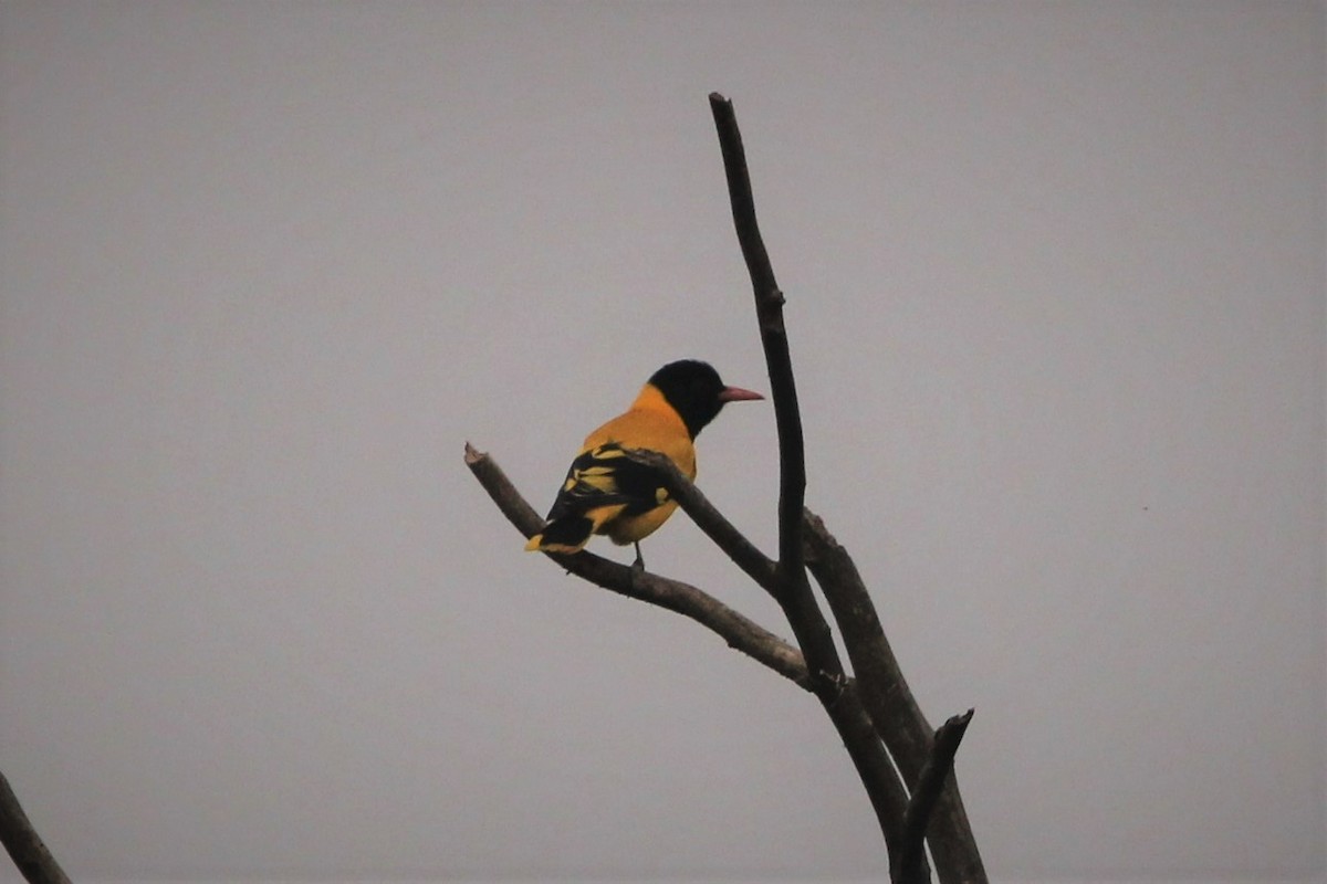 Black-hooded Oriole - ML394743471