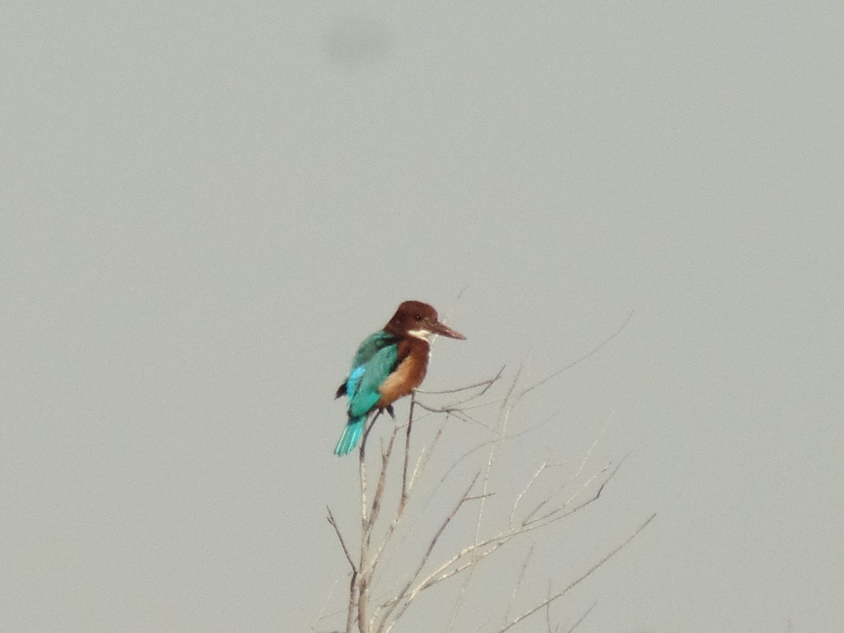 White-throated Kingfisher - ML394745081