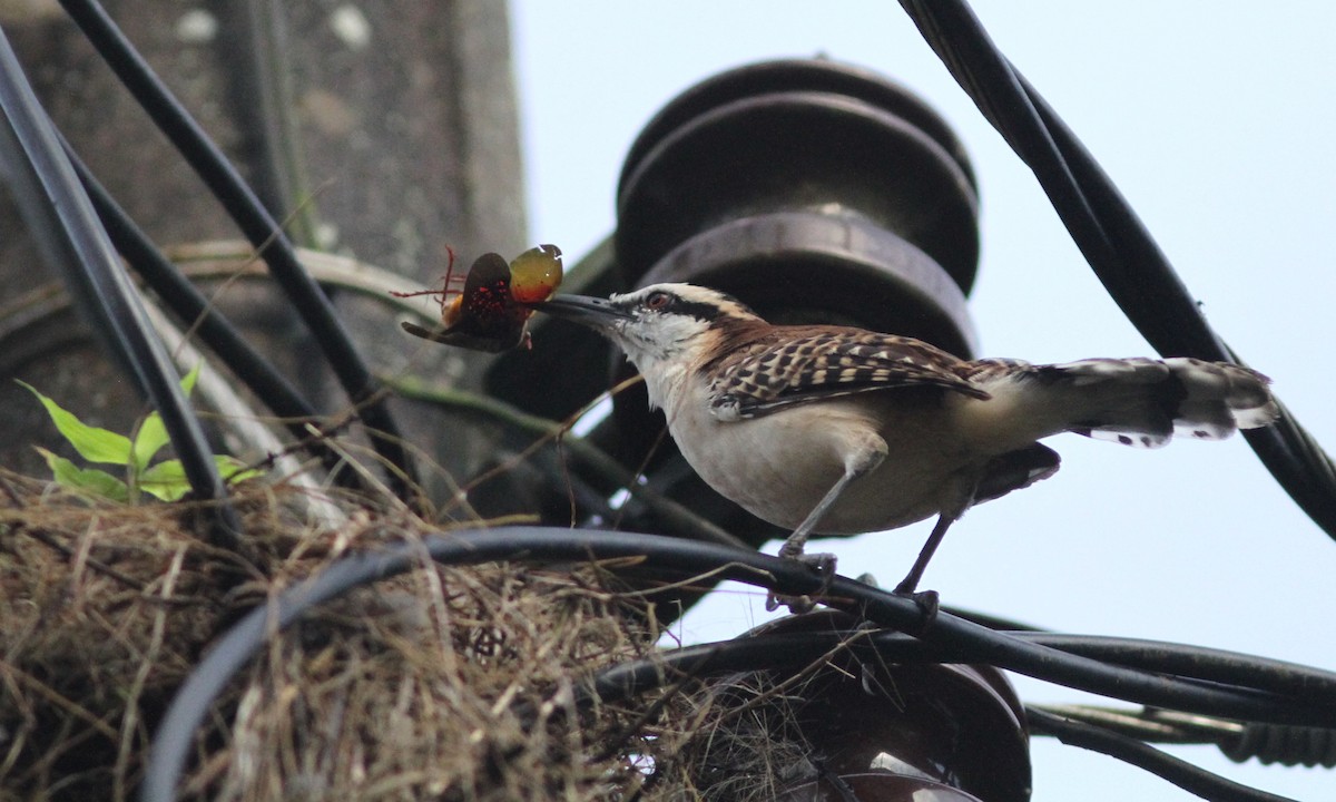 Rufous-naped Wren - ML39474531