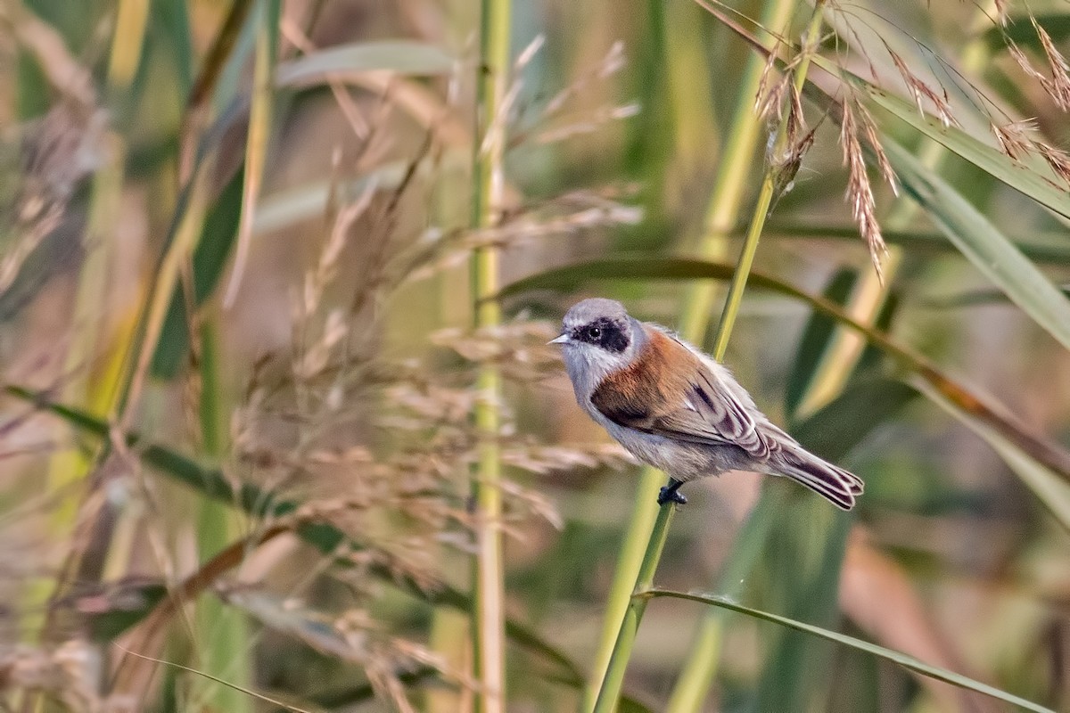 White-crowned Penduline-Tit - Kavi Nanda