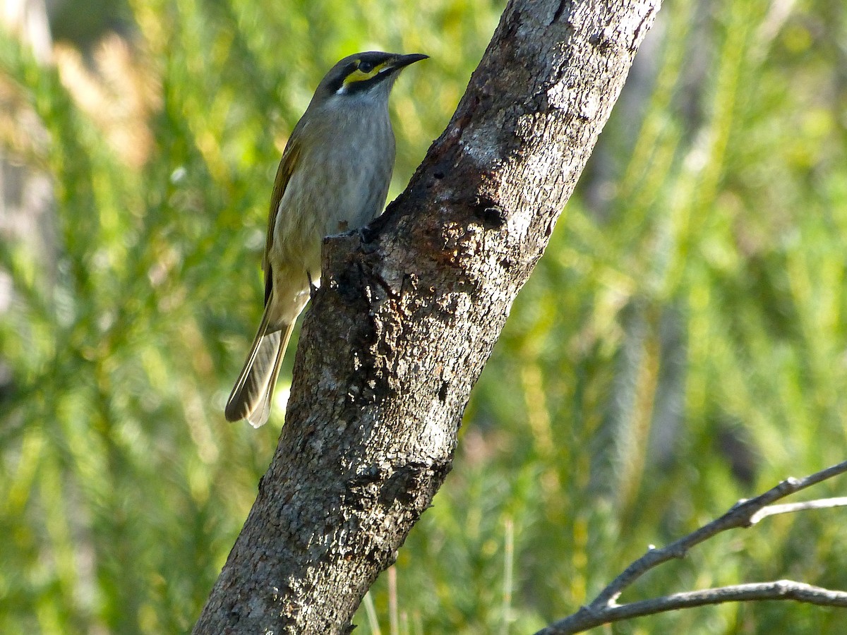 Yellow-faced Honeyeater - ML39474821