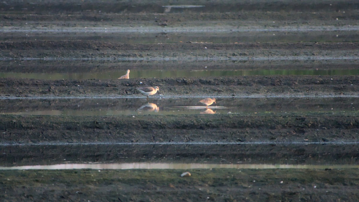 Common Redshank - ML394748541