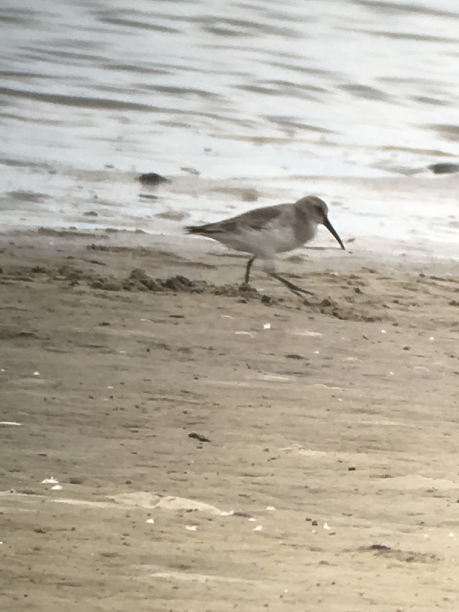 Dunlin - ML39474871