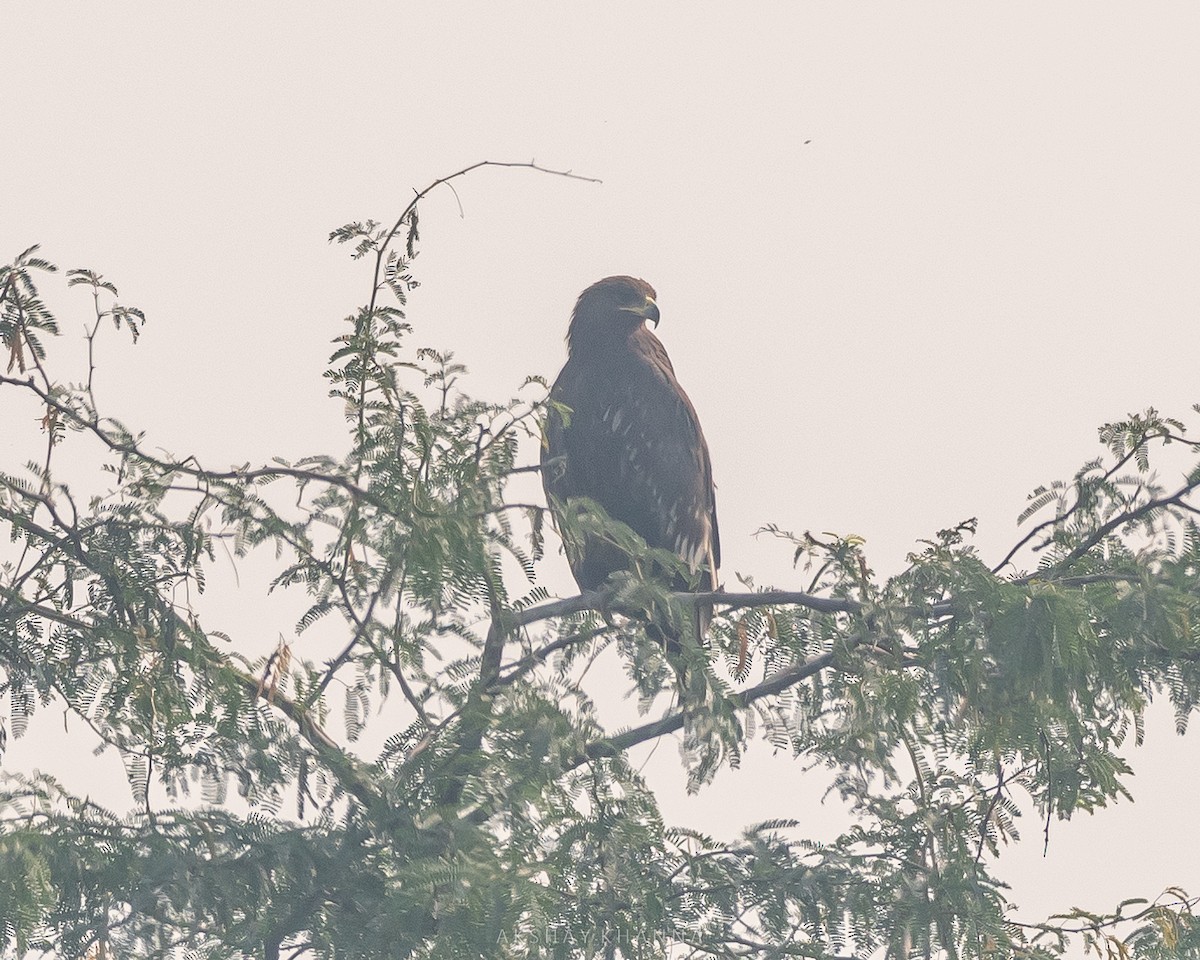 Greater Spotted Eagle - ML394749961