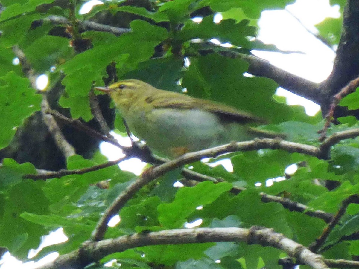 Тарчигнаа дууч шувуу - ML394751221