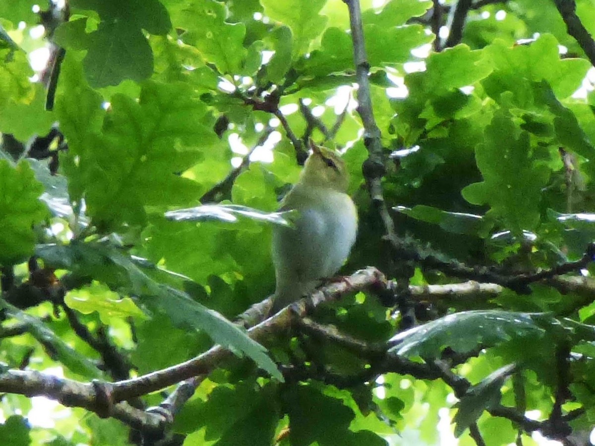 Тарчигнаа дууч шувуу - ML394751231