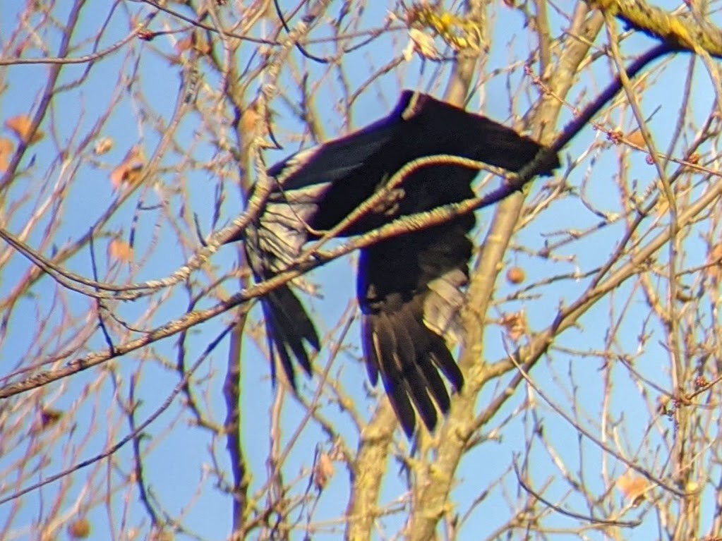 Carrion Crow - ML394752181