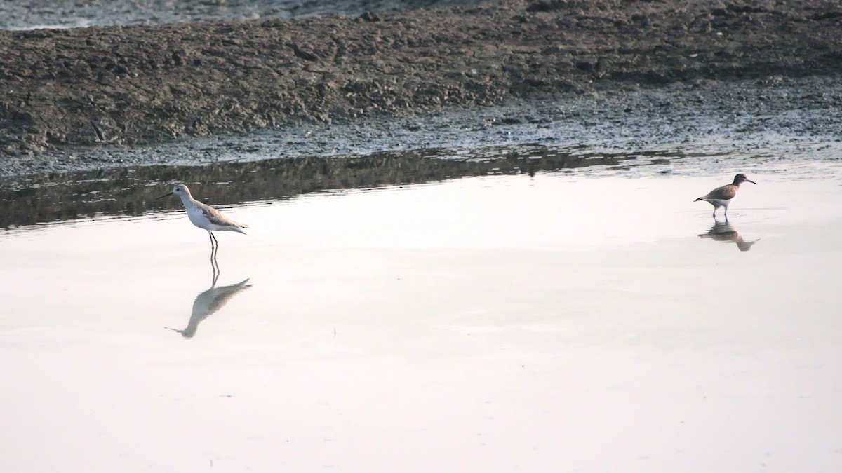 Marsh Sandpiper - ML394752311