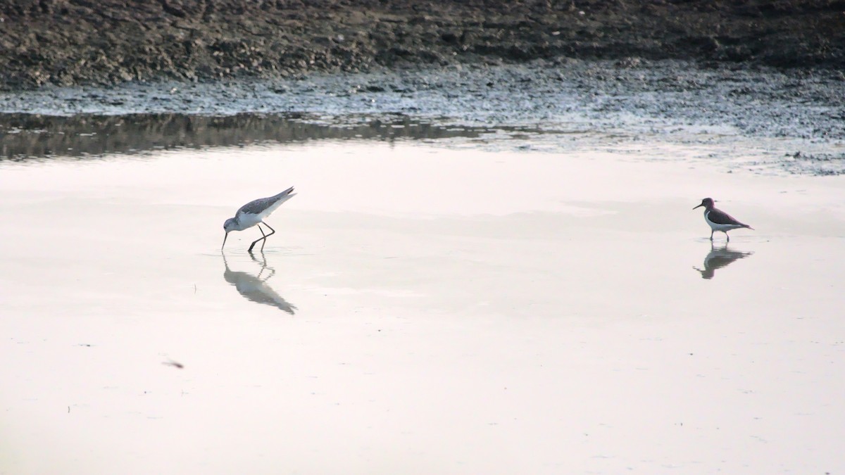 Marsh Sandpiper - ML394752321