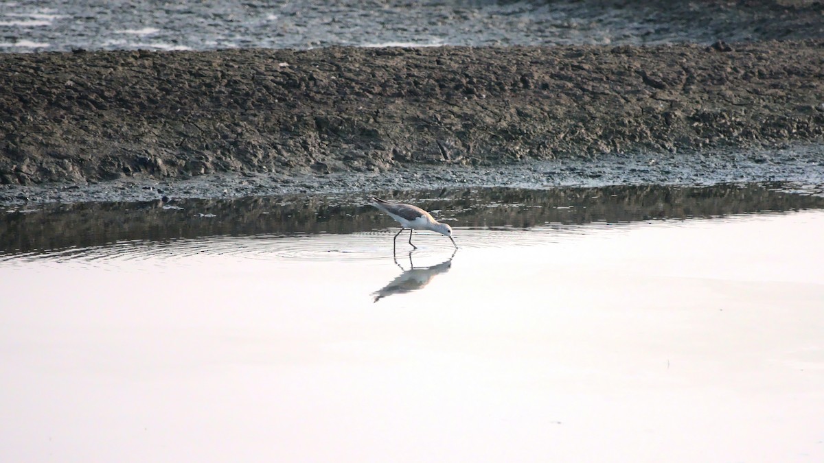 Marsh Sandpiper - ML394752331