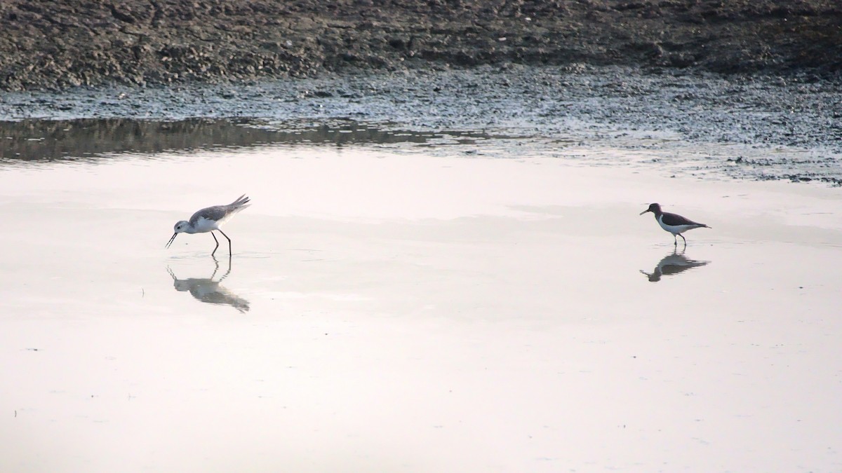 Marsh Sandpiper - ML394752341