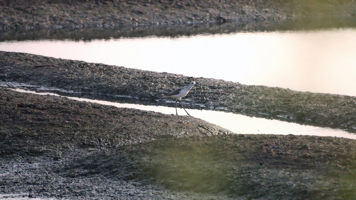 Marsh Sandpiper - ML394752351