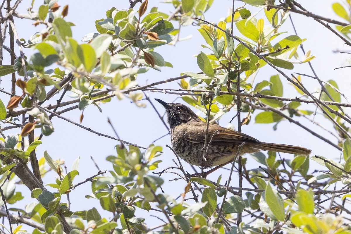 Barred Wren-Warbler - Niall D Perrins