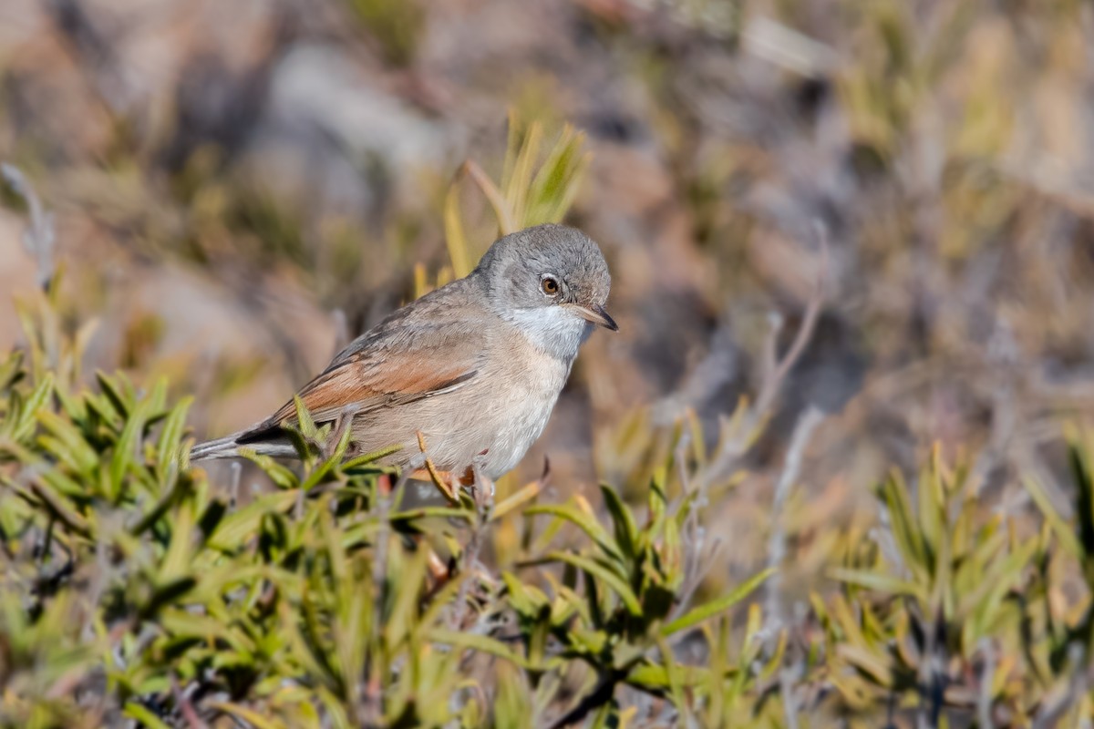 Spectacled Warbler - Giuseppe Citino