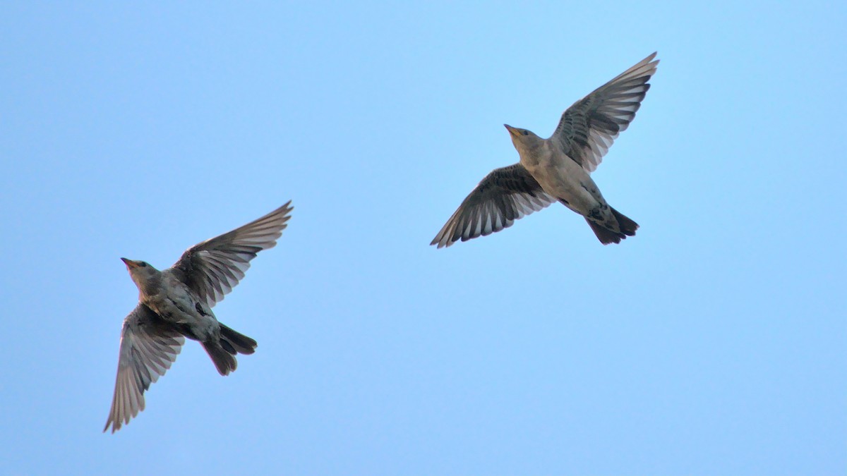 Rosy Starling - ML394753571