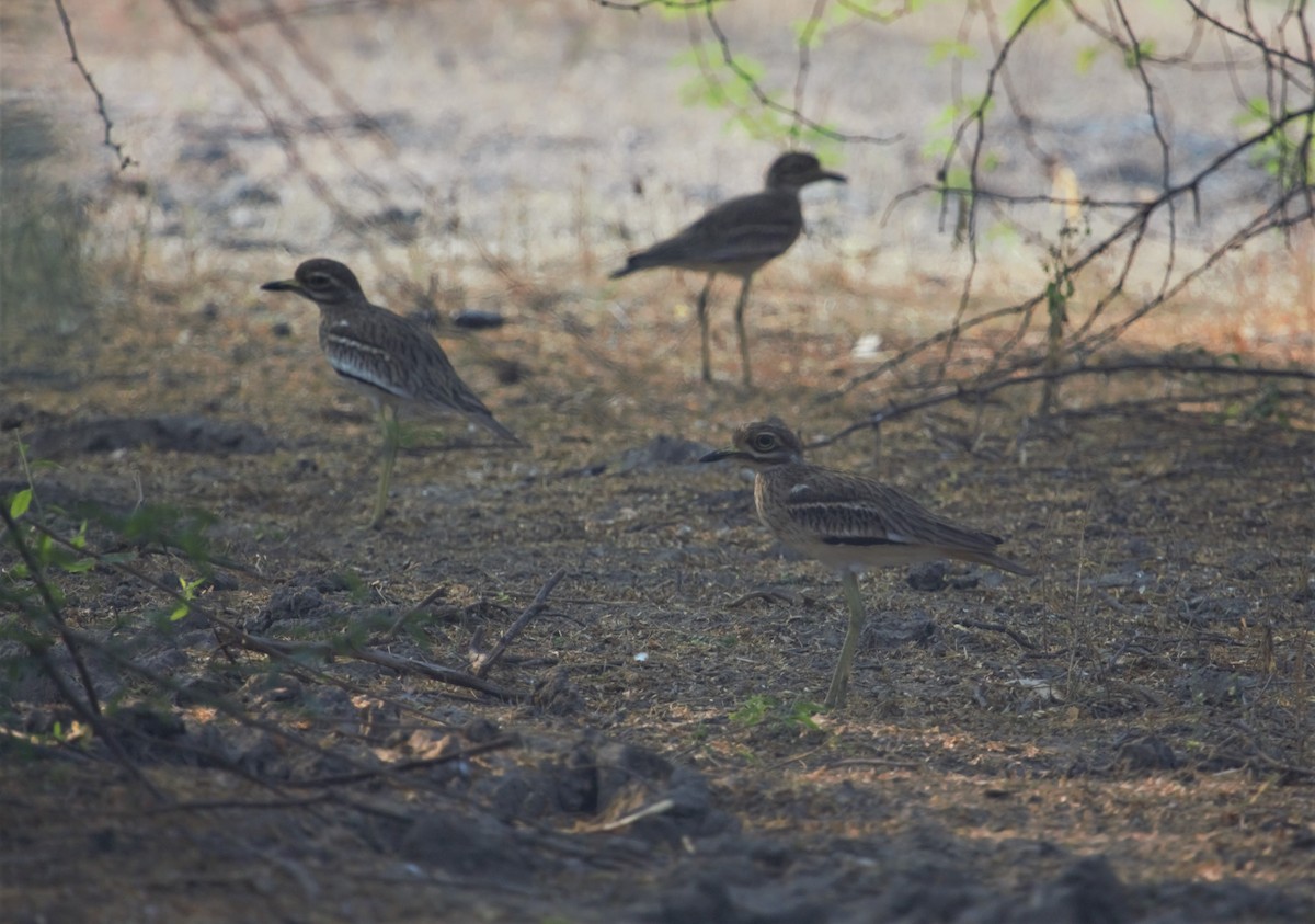 Indian Thick-knee - ML394753921